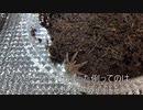 [ビールがうめぇ]タランチュラ飼育日記その３９[ウヰスキーはもっとうめぇ]
