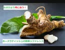【スパイスを知ろう！】ホースラディッシュを知ろう！【part21】