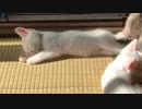 すやぁ