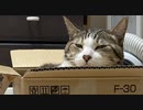 つばめ　嘘ついちゃダメだと思っている編