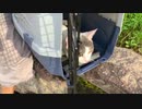 【8_10野獣の日】1年間一緒だった拾いネコとお別れします【愛してくれてありがとう】