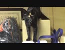 この後起こる事をまだ子猫は知らない！！