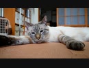 飼い主に会えなくて寂しい猫が取った行動に胸が締め付けられます…
