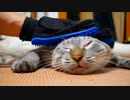 猫にブラッシングするフリして止めてみるドッキリをした結果…
