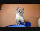 飼い主にしがみついておねだりしてくる猫がかわいすぎて困っています