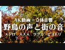 【バイノーラル環境音・自然音】町中ピラカンサに集まる野鳥と鳥の鳴き声