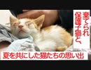 SOS依頼の棄てられ保護子猫、看取りを覚悟した夏
