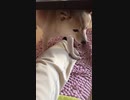 お母ちゃんをちょっぴり踏んづけて動かなくなる柴犬
