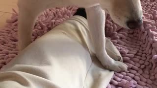 お母ちゃんをちょっぴり踏んづけて動かなくなる柴犬