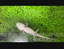 [ナナチんなー]タランチュラ飼育日記その４０[んなぁぁぁ！！！！！]