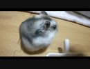 ハムスター飼いました。その108～ハムスターくんと衣替え～