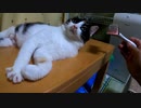 猫に初スリッカーブラシしたら「〇でやれ」と指図されたw