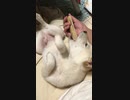 なんかもう、だるんダルんな柴犬