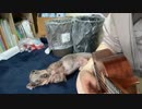 ウクレレ指揮者のミニチュアダックス（ソラ）