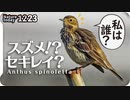 1223【スズメ似鳥でもセキレイ科】タヒバリ捕食、小さな猛禽モズがオナガを襲う。イソヒヨドリのペリット、エナガのホバリング、カワセミメジロシジュウカラ【 #今日撮り野鳥動画まとめ 】 #身近な生き物語