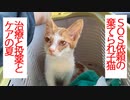 SOS依頼の棄てられ子猫、終末期の猫と共に生きる