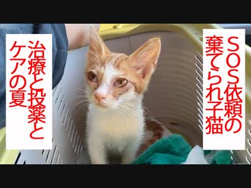 SOS依頼の棄てられ子猫、終末期の猫と共に生きる