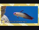 【剣盾】水族館パでワイワイバトル：26【ダブルランクシーズン13】