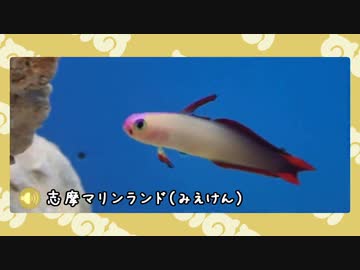 【剣盾】水族館パでワイワイバトル：26【ダブルランクシーズン13】