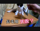 なんとなく喜んでいるような、いないような三毛猫【初めてのスリッカーブラシ】