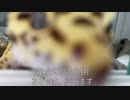 [サンタさんへ]タランチュラ飼育日記その４１[忍野忍のフィギュアが欲しいです]
