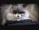 【聖夜だから】ハードボイルドな猫はすべてを受け止める。【クリスマスぐらいは】