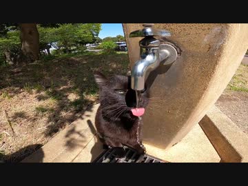 【地域猫】 Tik Tok で100万再生した動画【猫動画】