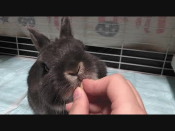 うさぎ バナナチップスクラッシャー 咀嚼 ニコニコ動画