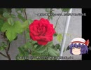 ゆっくり農民149エゴマを育ててみませんか？#3