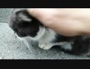 江の島で出会ったたくさんの猫。第1巻