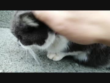 江の島で出会ったたくさんの猫。第1巻