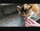 江の島で出会ったたくさんの猫。第2巻