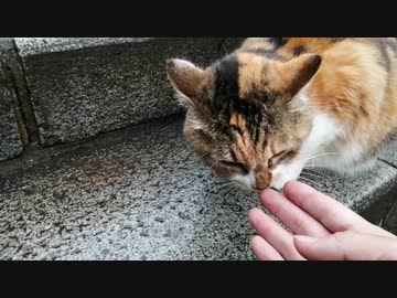 江の島で出会ったたくさんの猫。第2巻