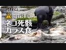 1224閲覧注意【ネコ水死体をカラスが食べる】ハクセキレイ捕食。小さな猛禽モズ。コガモ鳴き声求愛カルガモ奇形。ユリカモメにイカルチドリのクリスマスイブ【 #今日撮り野鳥動画まとめ 】 #身近な生き物語