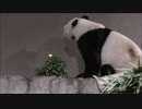 【□プレゼントもぐもぐ✨】永明さんちのXmas□詰め合わせ□【パンダの家族】 (バラエティ動画 9tsu。miomio)
