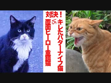 激突！キレたバターナイフ猫vs覆面ヒーローの重鎮猫