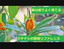 【スパイスを知ろう！】クチナシを知ろう！【part24】