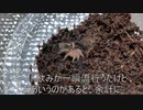 [クリスマス限定！]タランチュラ飼育日記その４２[たいていしょうもなry]