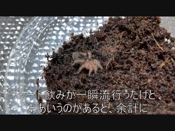 [クリスマス限定！]タランチュラ飼育日記その４２[たいていしょうもなry]
