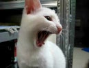 白猫ミルク 甘えたモード発動