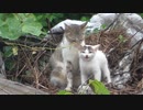 子猫ショック！おっぱい拒否の瞬間