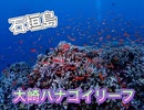 大崎ハナゴイリーフ・石垣島ダイビング