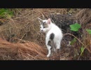 雨の中、母に甘える子猫「野良猫はいつも平気で濡れています」