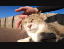 野良猫をナデナデしたら壁にスリスリ喜ぶ姿が可愛すぎる