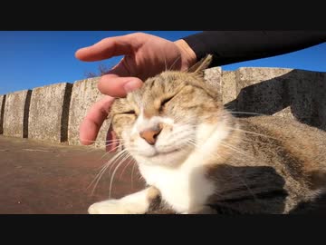 野良猫をナデナデしたら壁にスリスリ喜ぶ姿が可愛すぎる