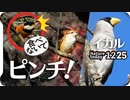 1225【モズがヤマガラ追う□イカル初遭遇】猛禽類2種ハイタカとトビ？里山寺家ふるさと村。タシギが溜池で捕食、オシドリ、アオジ、謎の鳴き声【 #今日撮り野鳥動画まとめ 】 #身近な生き物語