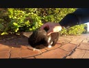 公園でハチワレ猫と茶トラ猫をナデナデしていたら最後に猫パンチされた！