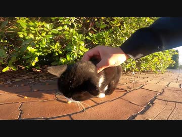 公園でハチワレ猫と茶トラ猫をナデナデしていたら最後に猫パンチされた！