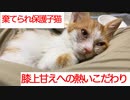 棄てられ保護子猫、膝上甘えへの熱すぎるこだわりを見せる