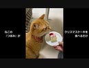 ねこの『つぼみ』がクリスマスケーキを食べるだけ